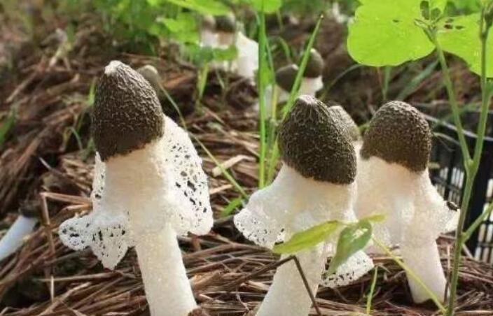 信邦生物 信邦生物