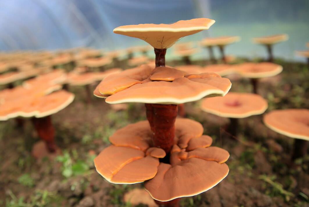 食用菌 臨沂信邦生物科技有限公司 食用菌 臨沂信邦生物科技有限公司