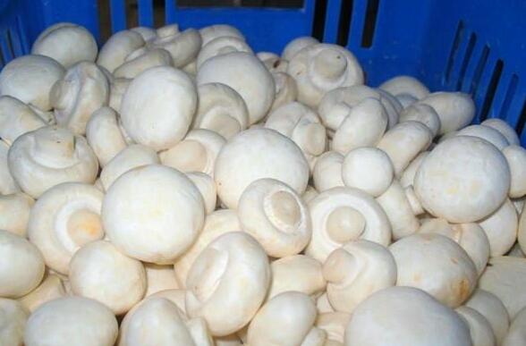 雙孢菇.jpg 雙孢菇.jpg