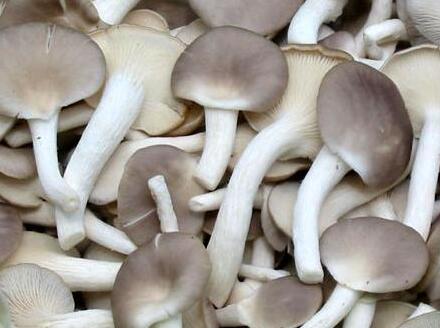 食用菌.jpg 食用菌.jpg